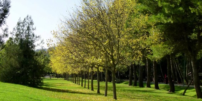 Perugia, al via la terza fase del progetto “Adotta il verde”