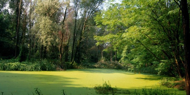 Concorso di idee per il Parco di Ponte Valleceppi